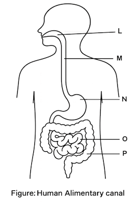 Human Alimentary Canal